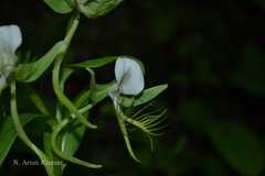 Habenaria intermedia